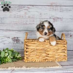 Tilly, Miniature Australian Shepherd Puppy
